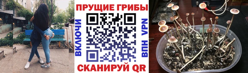 OMG tor  Геленджик  Псилоцибиновые грибы Psilocybine cubensis 